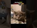 Ranking CUTEST Cat Clips #shorts #funny