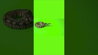snake 🐍 green screen 🟩#laughchallenge #capcut #greenscreen #snake #shortvideo