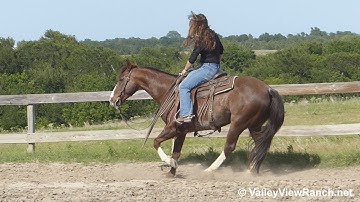 A Smarty Cat - riding in outdoor arena #2 - ValleyViewRanch.net