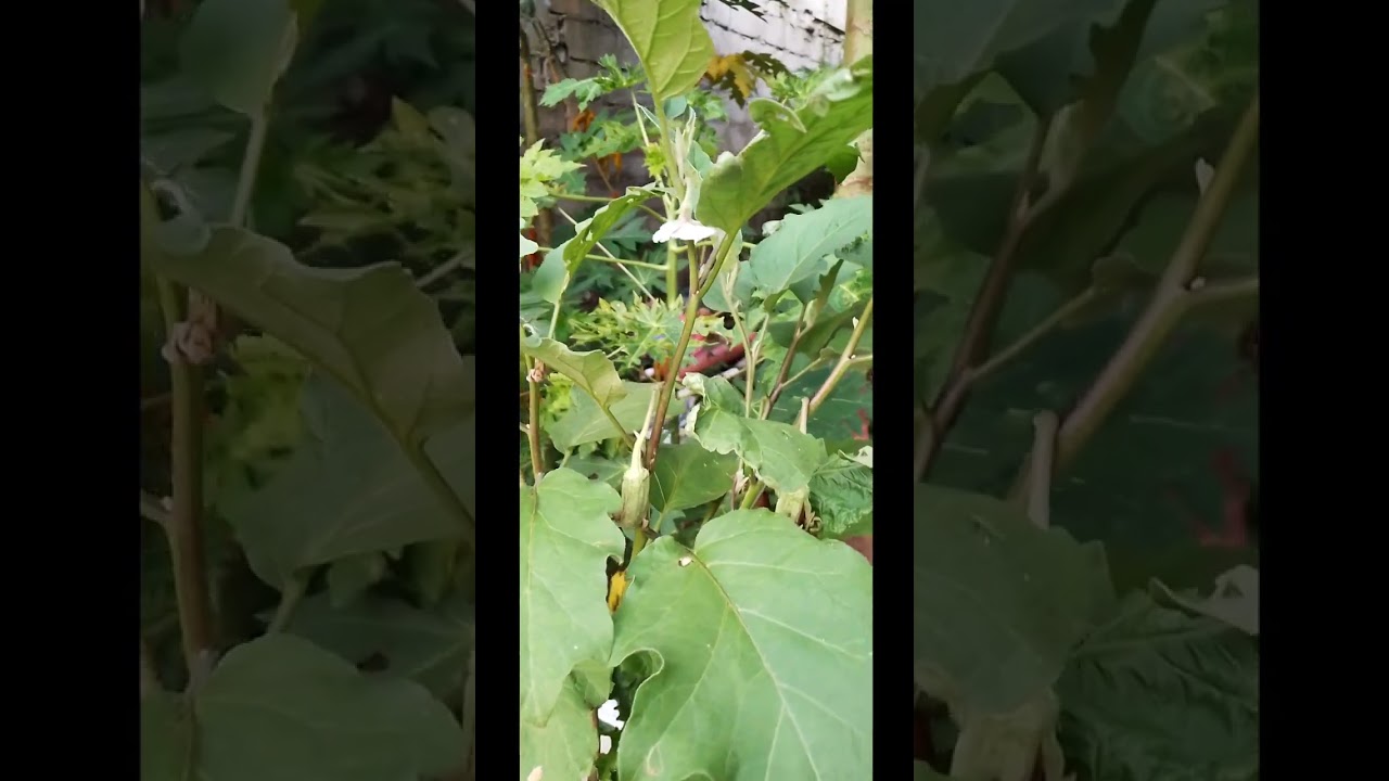 MY LOVELY ORGANIC EGGPLANT