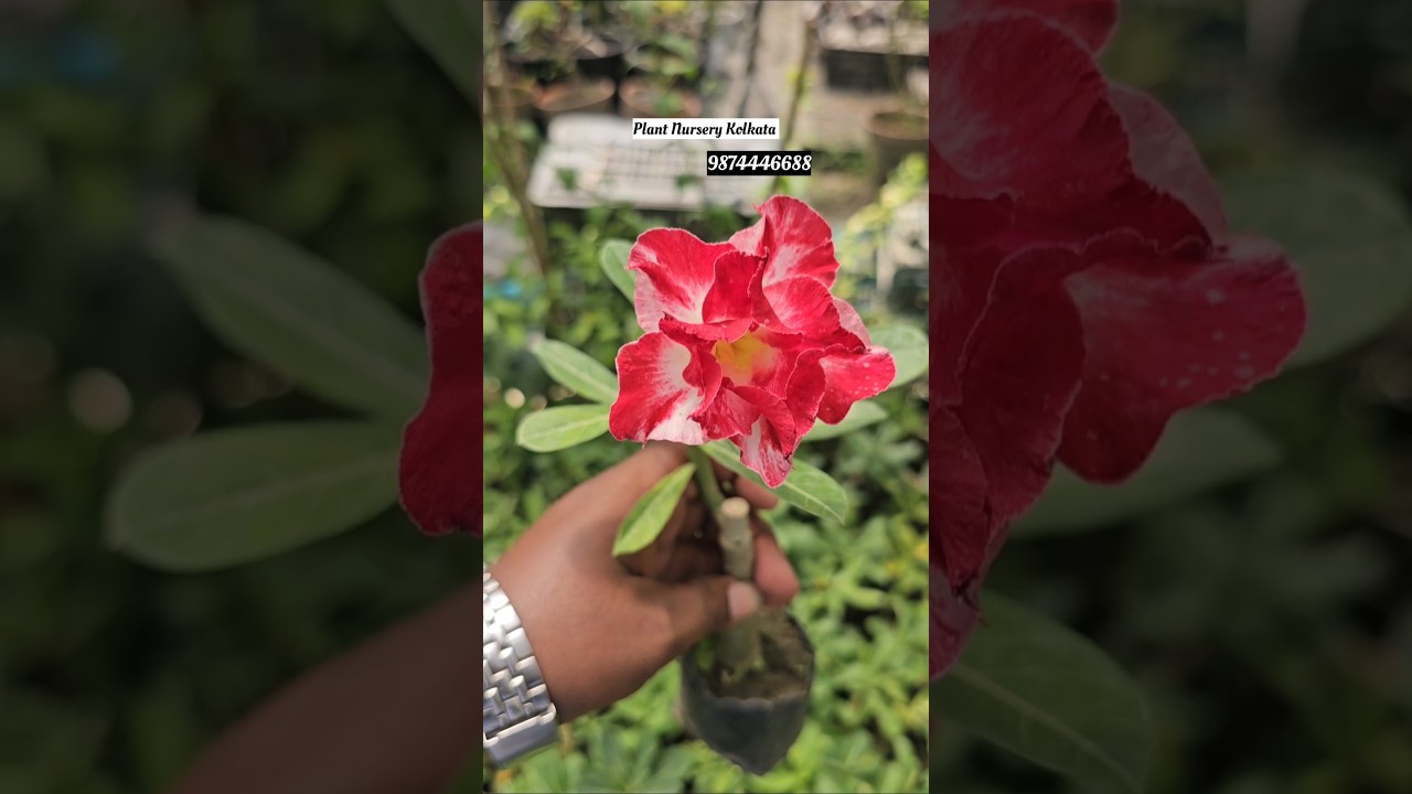 Grafted Adenium Plants | Online Sale | Adenium Combo | Low Price Desert Rose