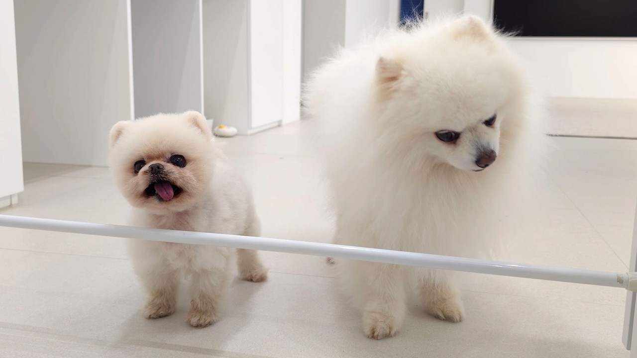 Быстрое и полезное лакомство для собак, приготовленное в микроволновой печи