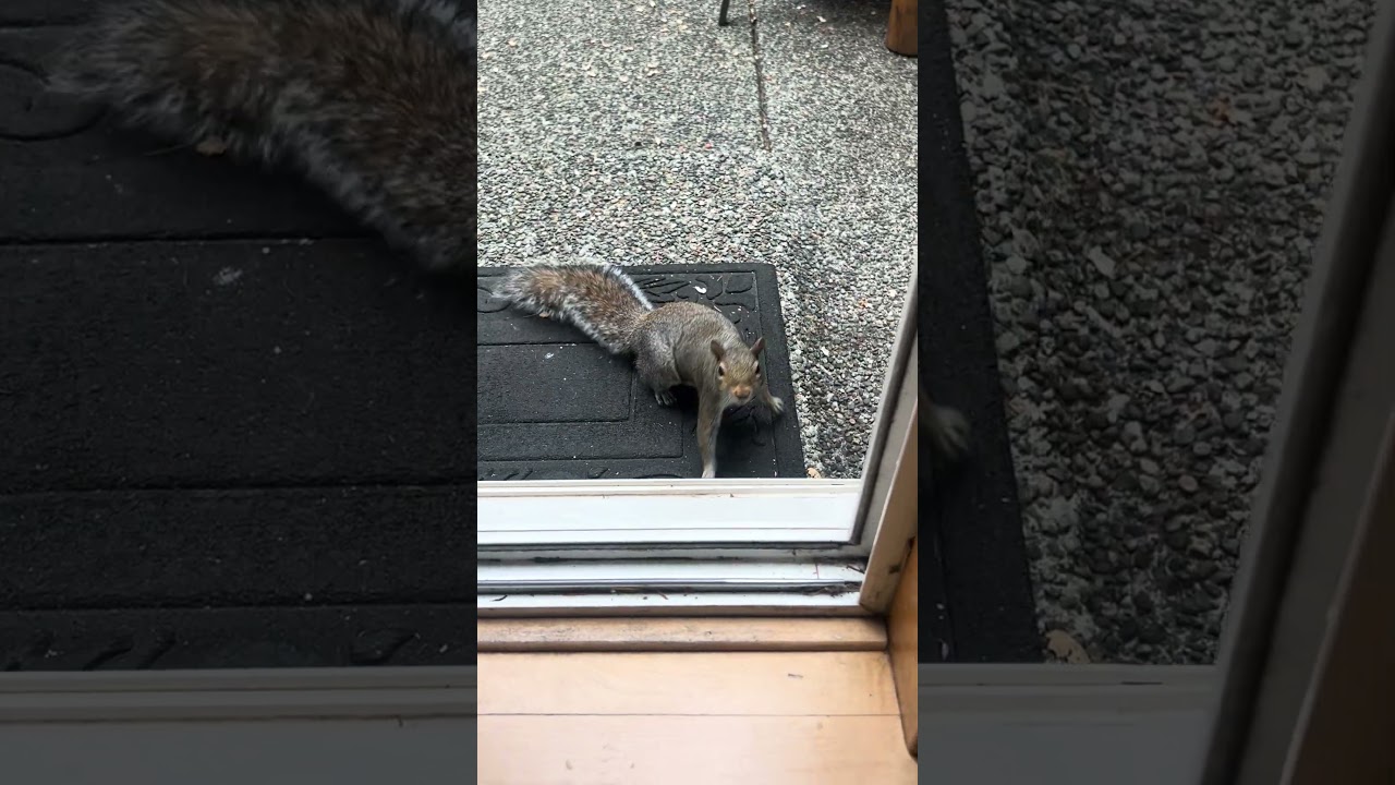 Happy squirrel 🐿️