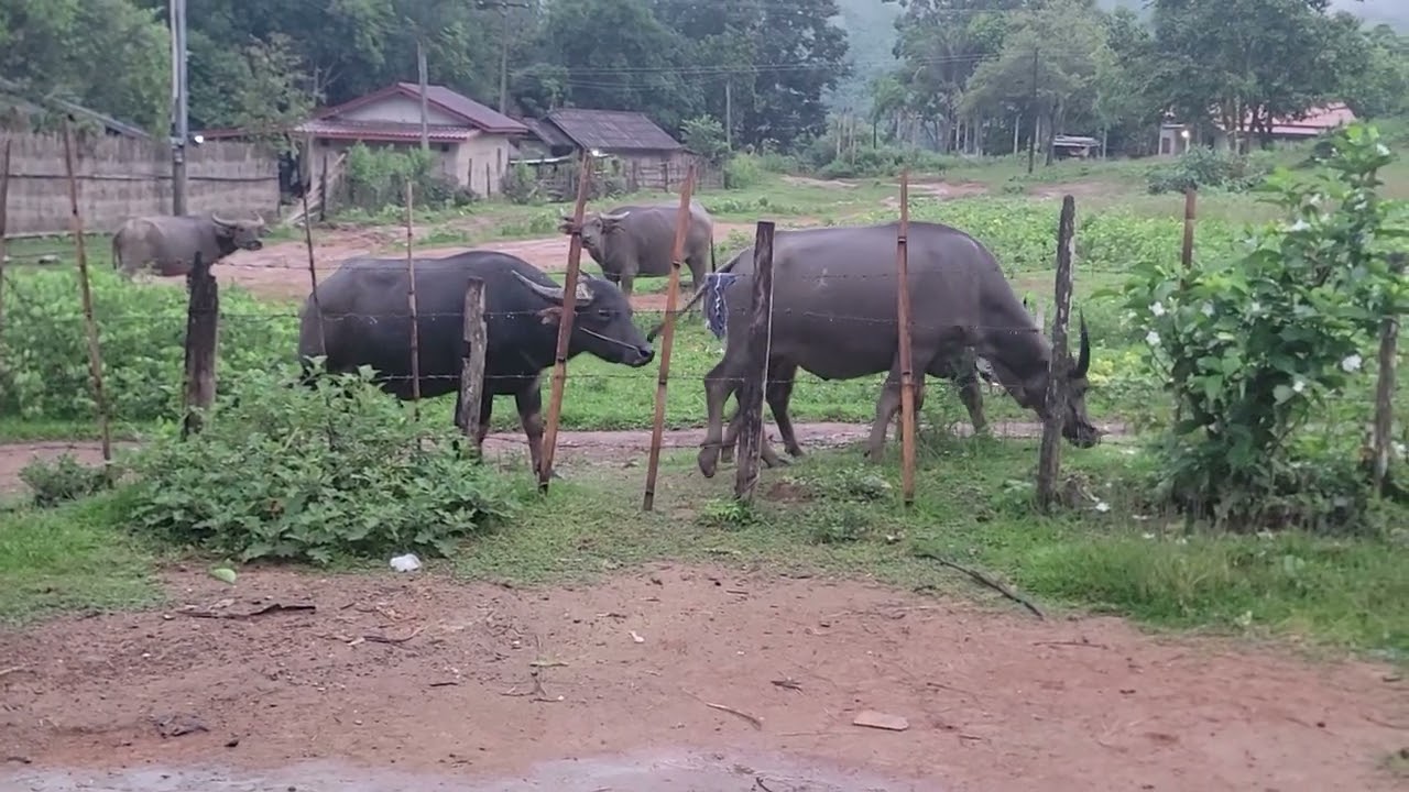 twm mas txawj kav maum kawg li