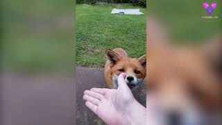 Este hombre recibe la visita de un amigable zorro con frecuencia