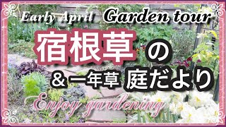 4月上旬の庭より開花中の宿根草 一年草 マイガーデンツアー 日向の花壇 シェードガーデン日陰の庭に咲く花 ハーブのお花 Youtube 4月上旬の庭より開花中の宿根草 一年草 マイガーデンツアー 日向の花壇 シェードガーデン日陰の庭に咲く花 ハーブのお花 Youtube