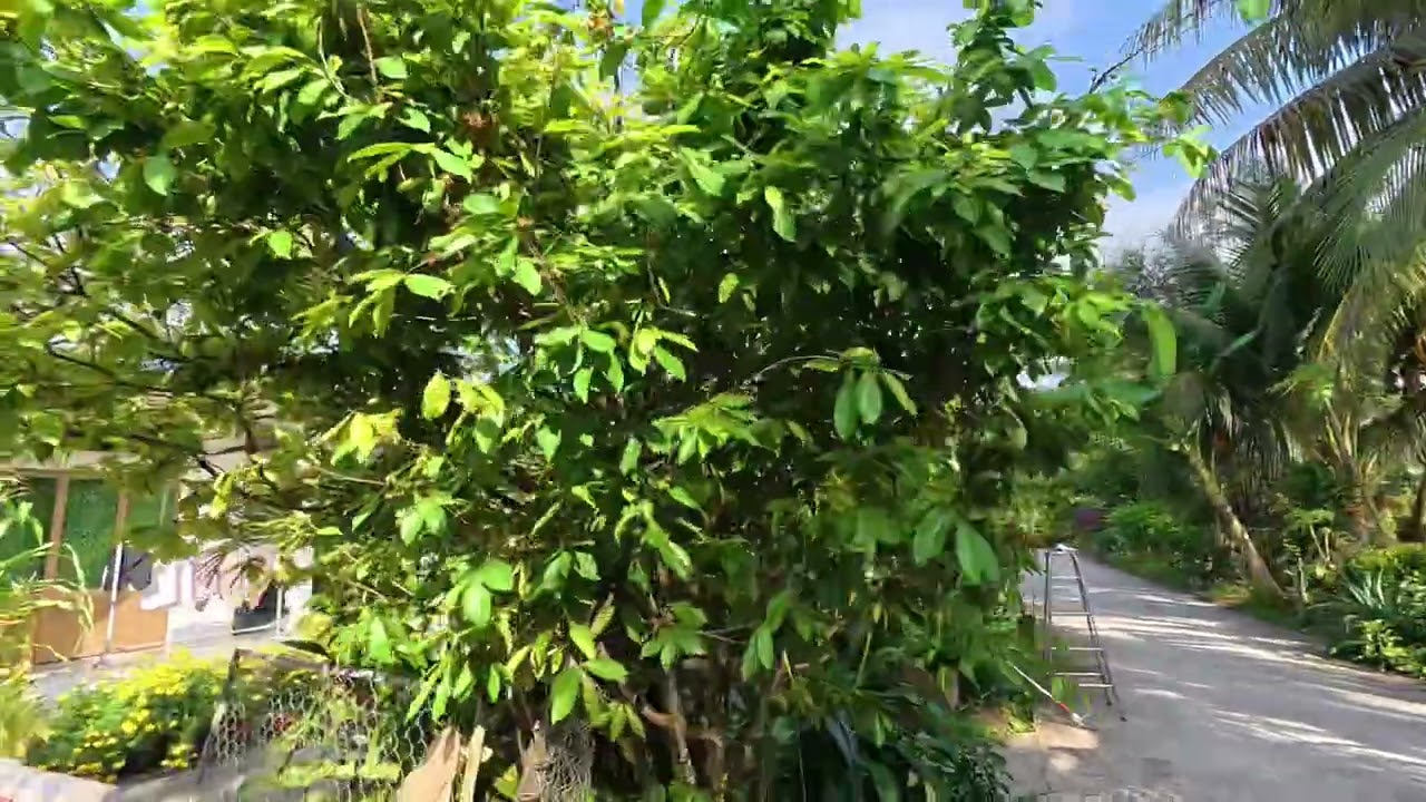 Xả tàng MAI để tạo dáng cây thông sau Tết