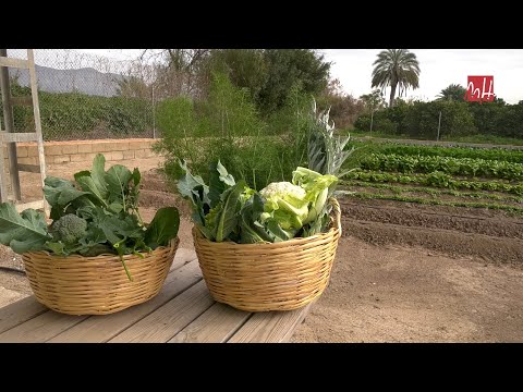 Video: Cultivo De Verduras Con Vitaminas En Un Apartamento Durante La Temporada De Frío. Parte 2