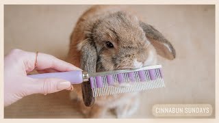 HOW TO GROOM YOUR RABBIT! Brushing Tips, Shedding Stages and Supplements screenshot 4