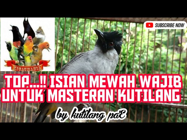 TOP WAJIB.... MASTERAN BURUNG KUTILANG ISIAN MEWAH UNTUK ANAKAN AGAR CEPAT GACOR class=