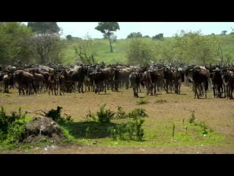 Singita Mara River Tented Camp - The Inspiration