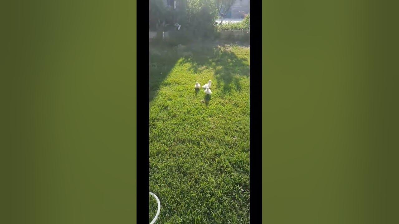 утка callduck - YouTube