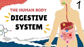 Biology 107 || Chapter 14 | Digestive System (Lesson1)