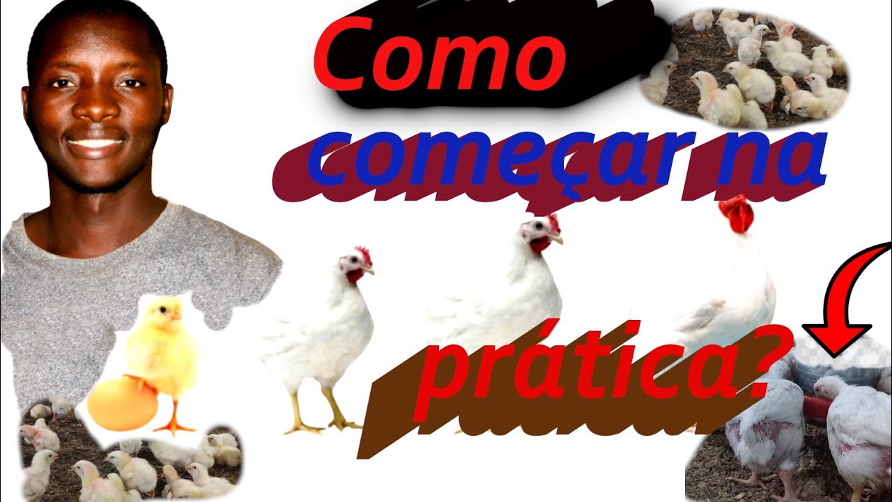 Produção de frango de corte para iniciantes | Zonas rurais de Moçambique