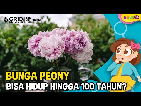 Video: Herbaceous dan tree peony: pembiakan dalam beberapa cara