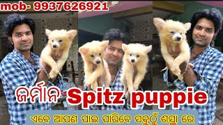 German Spitz puppie available  30days old pup || at a lowe price