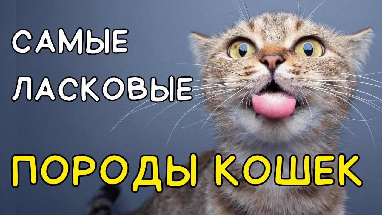 Эти породы кошек САМЫЕ ЛАСКОВЫЕ