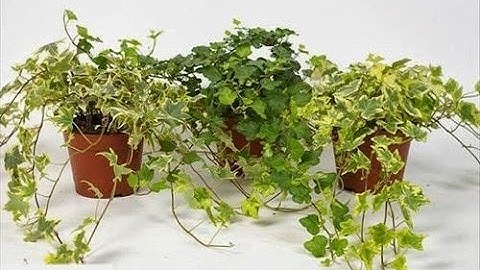 Top 10 Loại Cây Lọc Không Khí Tốt Nhất HD