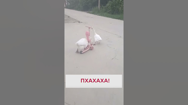 😂 Такого ви ще не бачили! Гусак на самокаті!