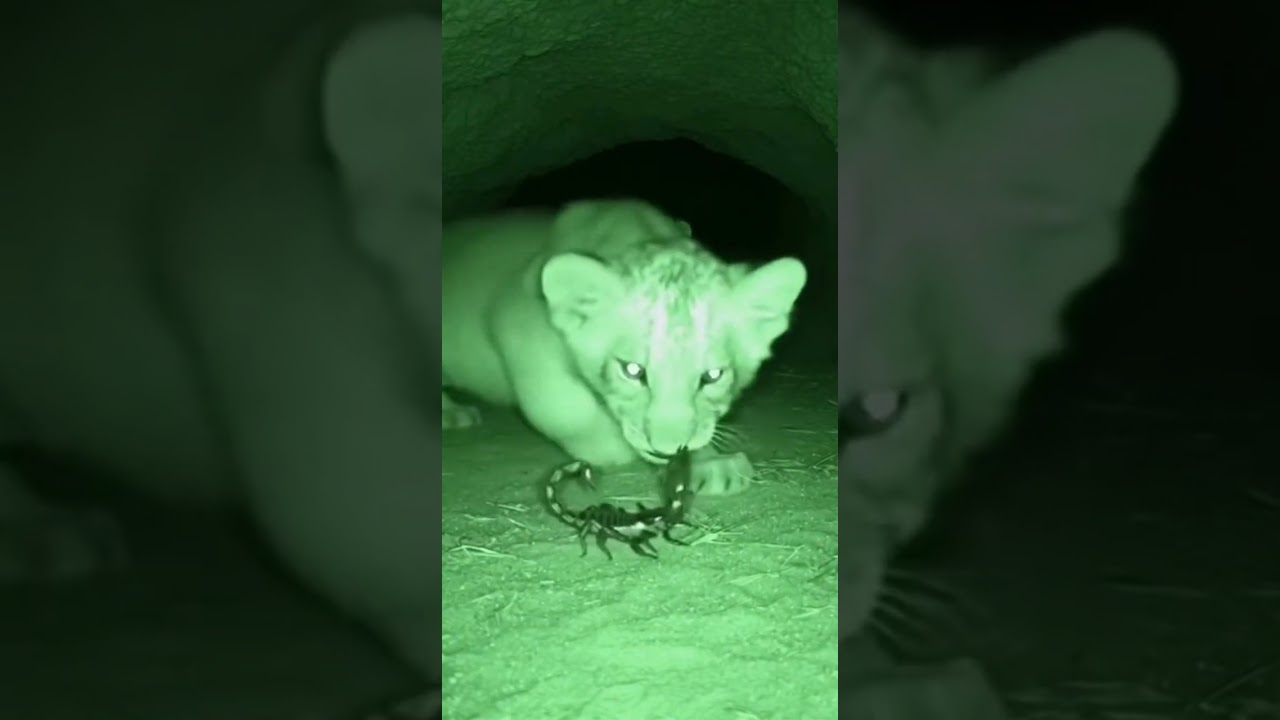 Little lion :" is this food?"