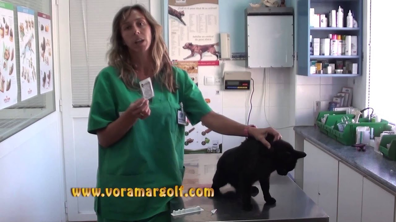 Como poner una pipeta a gato por VETERINARIO. How apply a pipette explained by VET. - YouTube