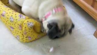Our Pug with her Pacifier