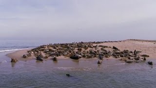 Seal surge becoming a problem on Cape Cod coast