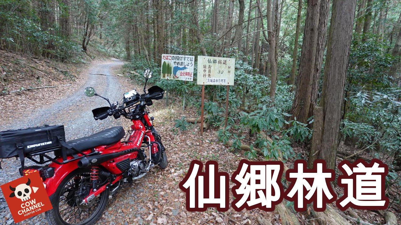 【COW】仙郷林道