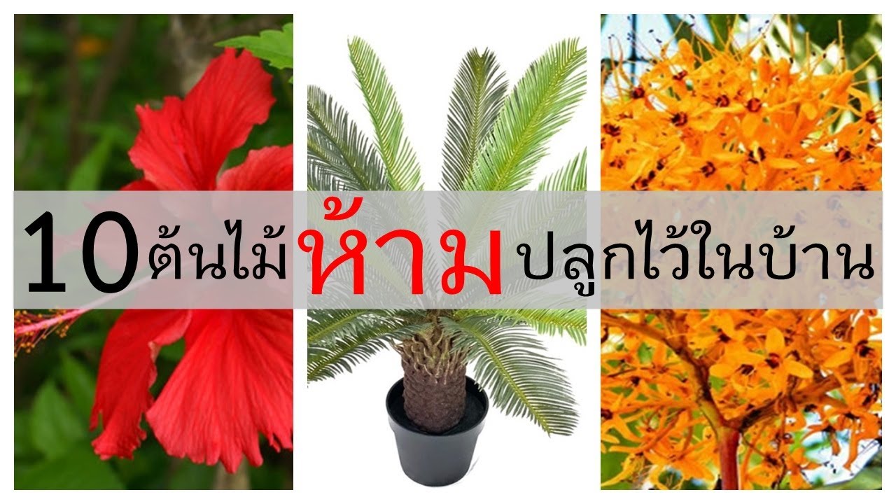 ดอกดาวดึงส์ 2022 Update 10 ต้นไม้ห้ามปลูกในบ้าน