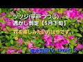 ヒラドツツジの透かし剪定【5月下旬】平戸つつじ【造園　庭師　庭木　植木屋　樹木　職人】
