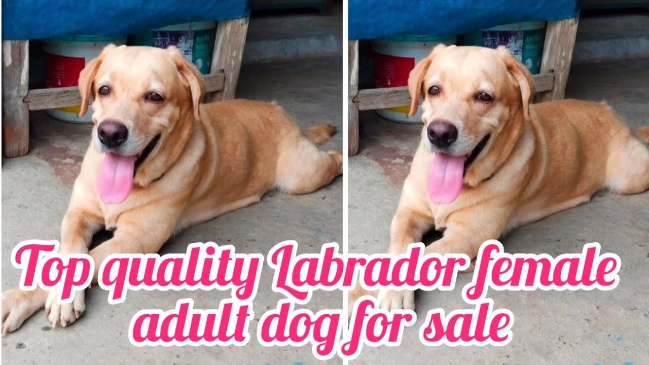 Labrador female adult dog9848162676gunturdog market in guntur YouTube