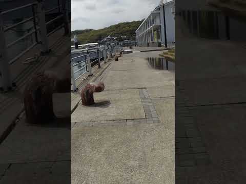 口之津港shorts①