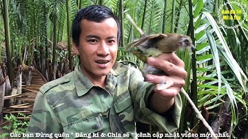 Đi bẫy chim rừng về làm mồi & Cái Kết Bất Ngờ Cười Té Ghế  l Forest bird trap l