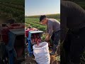 🍠⚡Portable Gas-Powered Sweet Potato Vine Cutting &amp; Separator Machine Demonstration #shorts