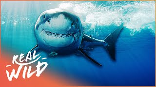 THE WORLD'S MOST ELITE PREDATORS WITH EXTRAORDINARY ABILITIES