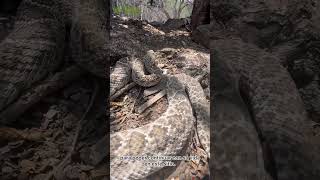 Liberación de serpiente de cascabel (Crotalus atrox) #snake #serpiente #rattlesnake