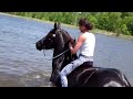 Swimming with horses with Jubilee Bridles