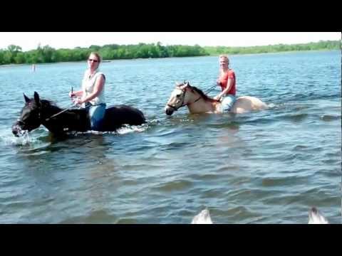 Swimming with horses with Jubilee Bridles