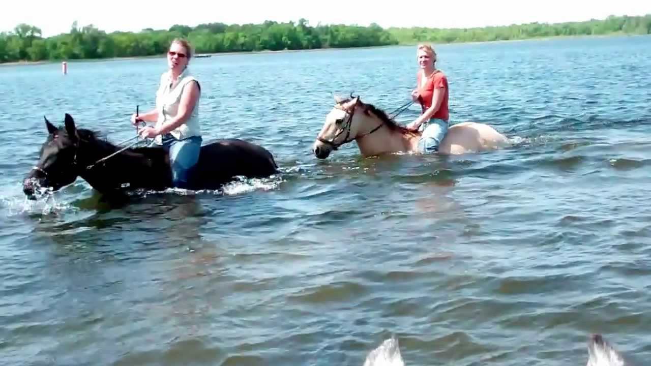 Swimming with horses with Jubilee Bridles