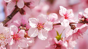 Beautiful Relaxing Piano Music for Sleeping, Stress Relief, & Meditation 🌸 featuring Spring Blossoms