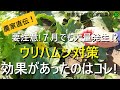 【家庭菜園】ウリハムシ対策で実際に効果があったもの・なかったもの【有機農家直伝!無農薬で育てる家庭菜園】 22/7/7