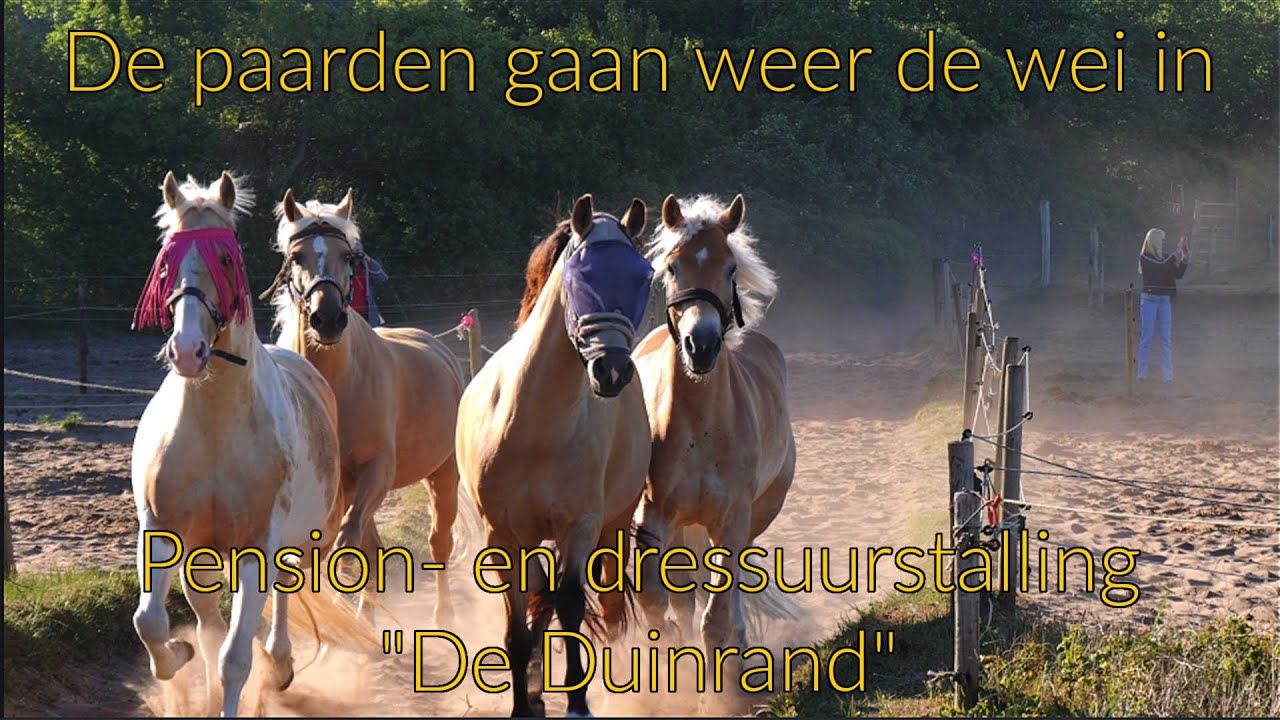 De paarden gaan weer de wei in | Pension- en dressuurstalling 'De Duinrand