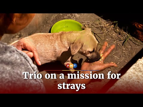 A trio united by love for strays
