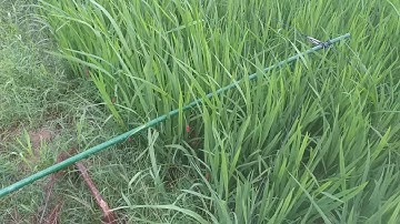 cần tìm mua lưới úp cò(5)