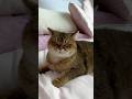 Simba Won And Stayed On The Bed ЁЯШОЁЯШЕ Simba Won And Stayed On The Bed ЁЯШОЁЯШЕ