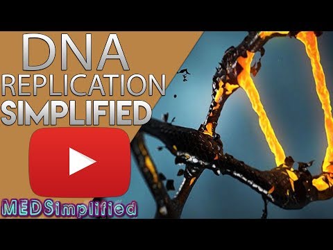 DNA Replication Made Easy