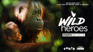 Wild Heroes - Auckland Zoo on screen!