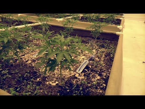 Don't Throw Away Your Leaves or Trimmings (Notill) | Green Life Productions