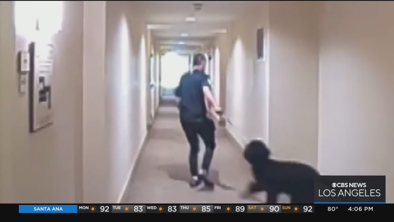 Police continue search for man caught abusing a dog in Anaheim - YouTube