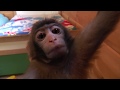さる軍団にやって来た赤ちゃんたちBaby monkeys have come!